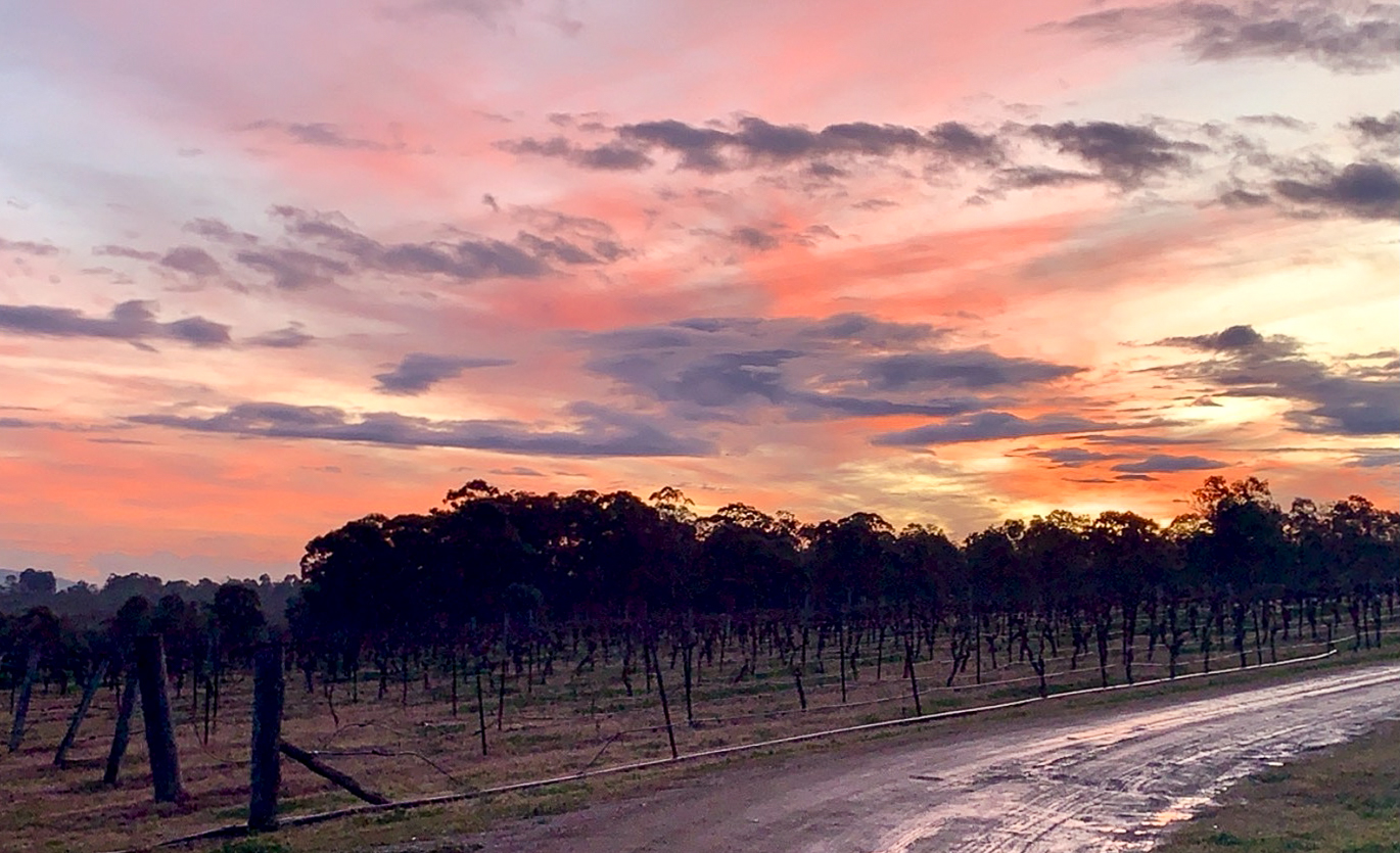 Sunset at the vineyards 